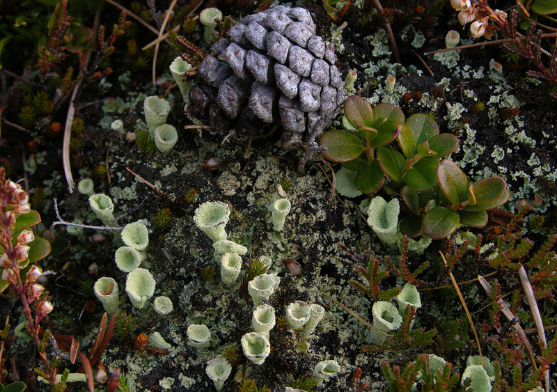 Biotopo Pal Longa,1500 metri s.l.m.